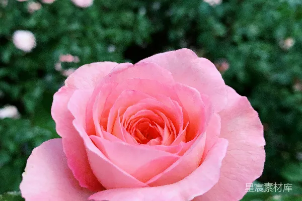 高清摄影 盛开的粉红色花朵
