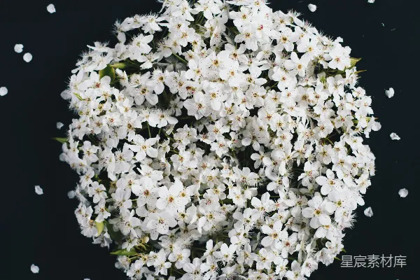 高清摄影 白色花束