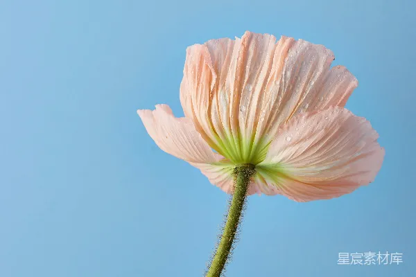 高清摄影 一朵粉红色的花，背景是蓝天。