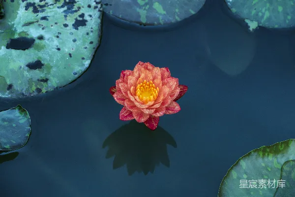 高清摄影 红色花瓣的花