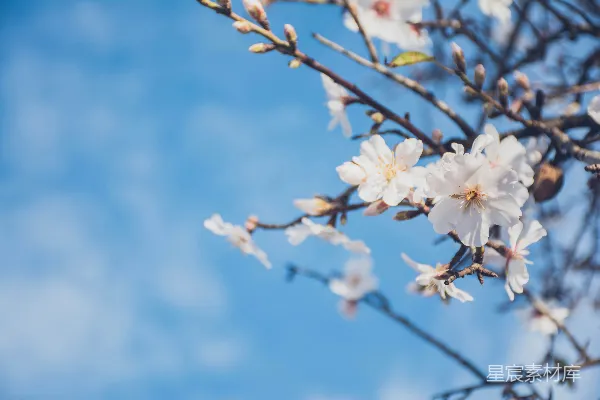 高清摄影 白花瓣的浅景深摄影