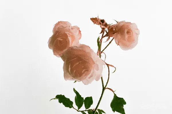 高清摄影 粉红色玫瑰花