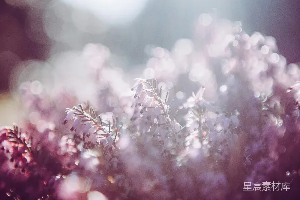 高清摄影 粉白相间的花瓣花朵