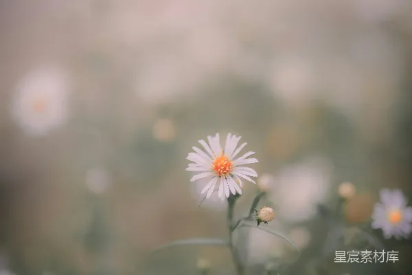 高清摄影 一朵花的特写，背景模糊。