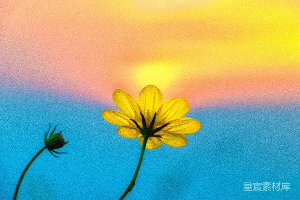 高清摄影 选择性焦点摄影中的黄色花瓣花