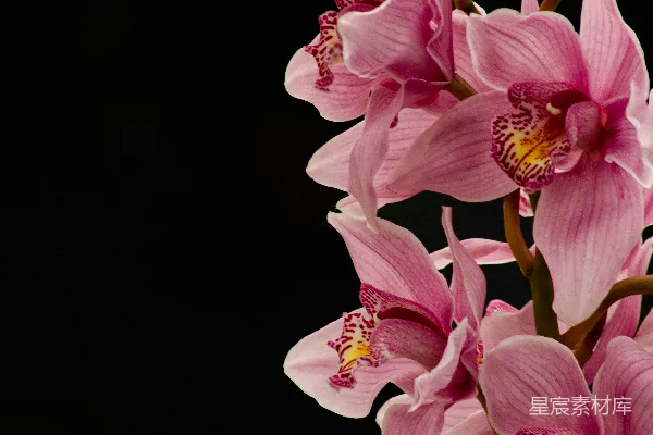 高清摄影 黑色背景中的粉白花朵
