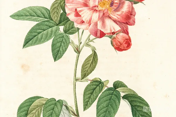 高清摄影 粉红色的花和绿色的叶子的画作