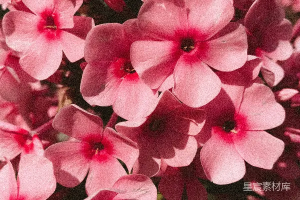 高清摄影 粉红色花瓣的花