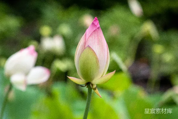 高清摄影 粉红色的花