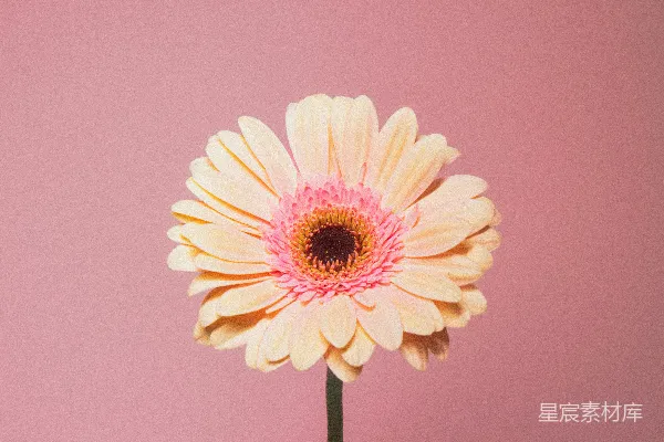 高清摄影 一朵粉色和黄色相间的花在粉色背景上