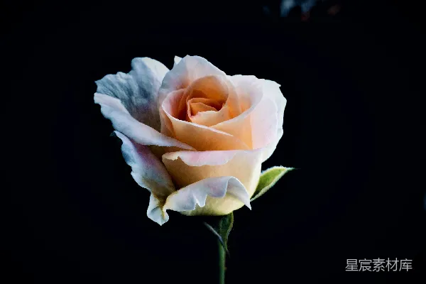 高清摄影 橙色玫瑰花