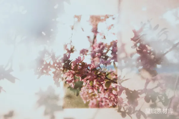 高清摄影 绿叶红花植物