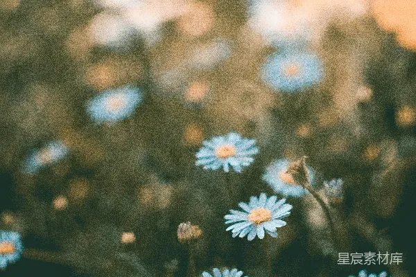 高清摄影 浅景深拍摄蓝色花朵
