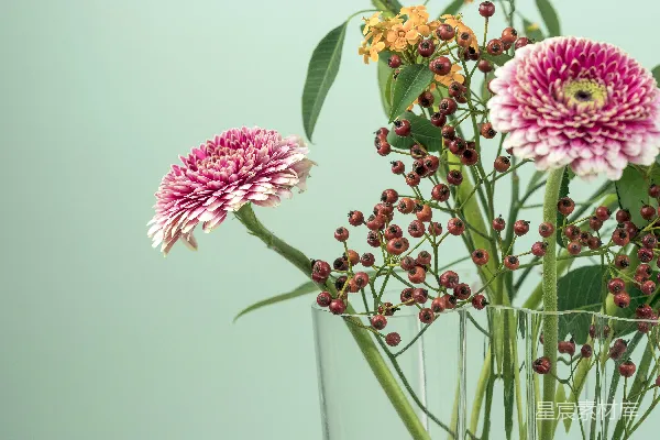 高清摄影 粉红、黄色和棕色花瓣的花朵