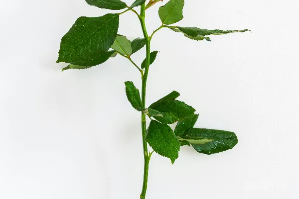 高清摄影 白色的花瓣玫瑰花在白色背景前。