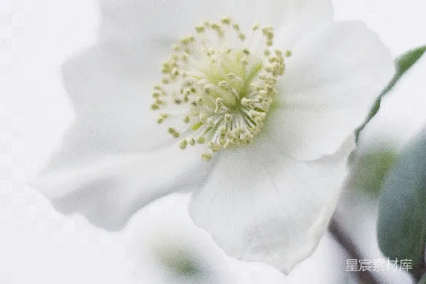 高清摄影 白花瓣的花