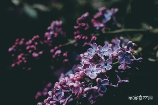 高清摄影 紫色花朵摄影