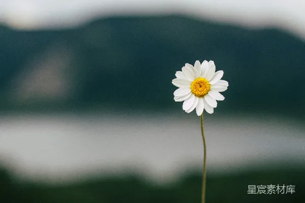 高清摄影 白天盛开的白雏菊