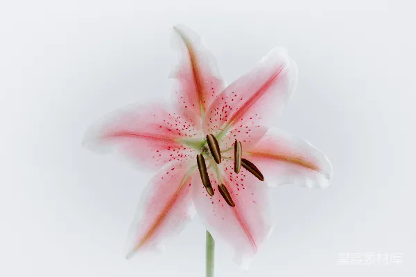 高清摄影 粉色星花百合花的特写摄影