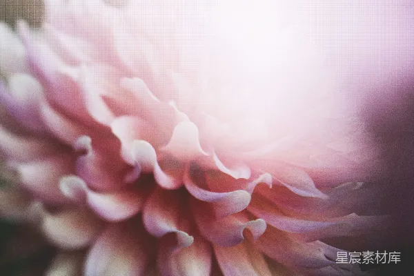 高清摄影 粉红色花瓣的花