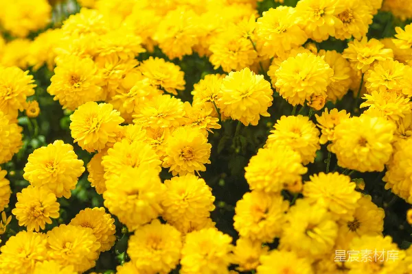 高清摄影 黄色的花朵照片