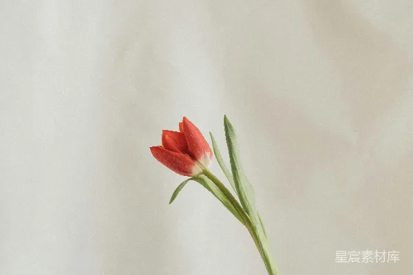 高清摄影 一个玻璃花瓶中的一朵红花