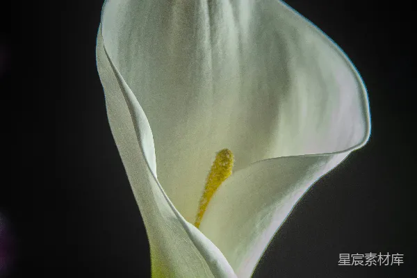 高清摄影 盛开的白色郁金香特写照片