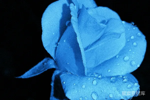 高清摄影 蓝玫瑰，水珠
