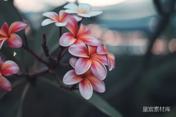 高清摄影 红色花瓣的花