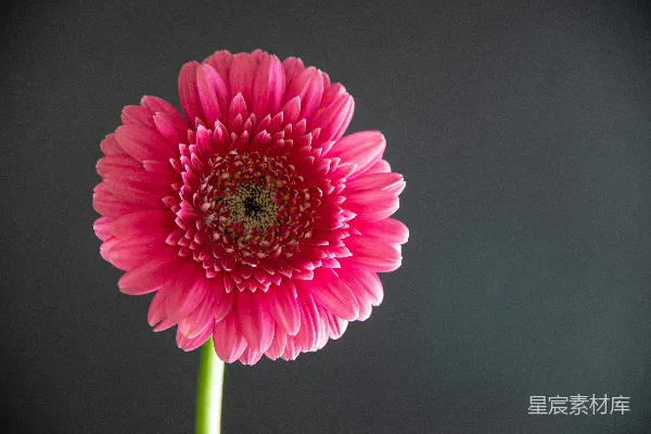 高清摄影 黑色背景中的粉红色花朵