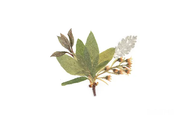 高清摄影 白花瓣、绿花瓣和棕花瓣的花