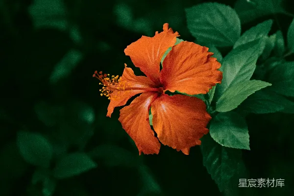 高清摄影 橙色花朵在微移镜头中