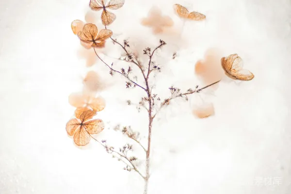 高清摄影 棕色花卉画作
