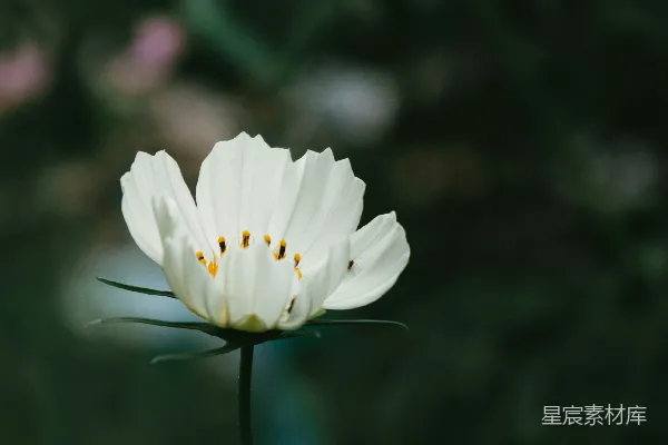 高清摄影 微移镜头中的白花