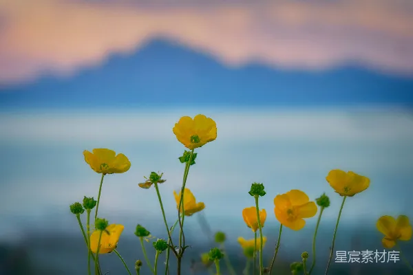高清摄影 黄花菜花卉的选择性焦点摄影