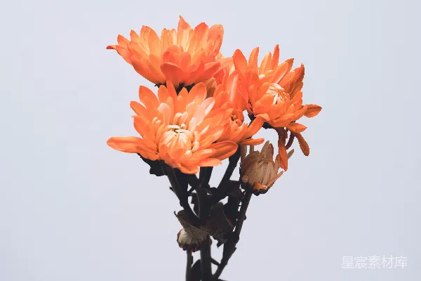 高清摄影 橙色的花朵放在黑色的金属支架上。
