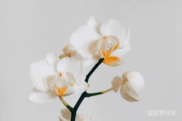高清摄影 一枝白黄相间的花在花瓶里。