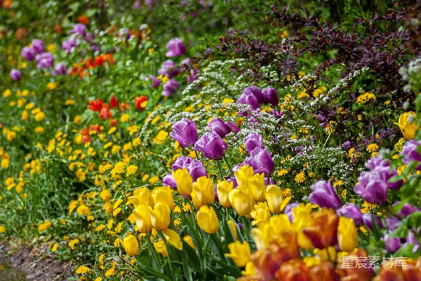 高清摄影 黄色、红色和紫色郁金香花