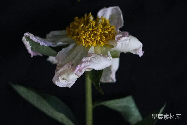 高清摄影 白黄相间的花和绿叶