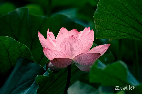 高清摄影 粉红色的莲花在白天开花。