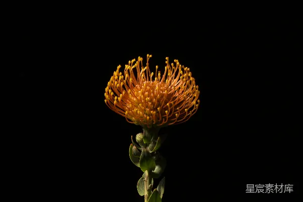 高清摄影 橙色花瓣的花
