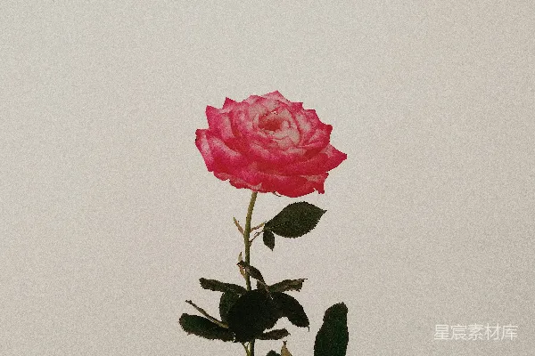 高清摄影 粉色的花