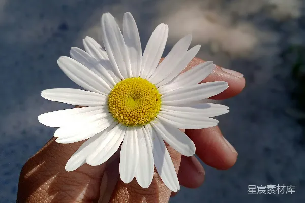 高清摄影 手里拿着一朵雏菊的人