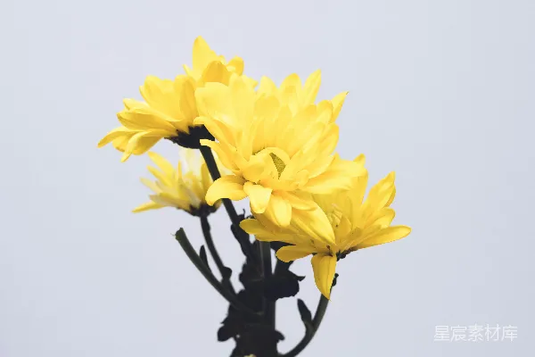 高清摄影 黑色钢架上的黄色花