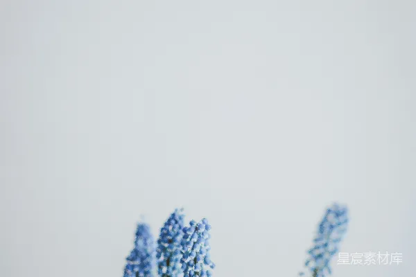 高清摄影 蓝花瓣花卉的特写摄影