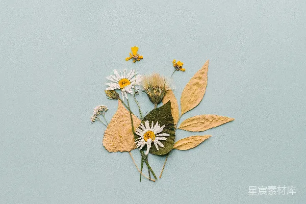 高清摄影 白色雏菊插画