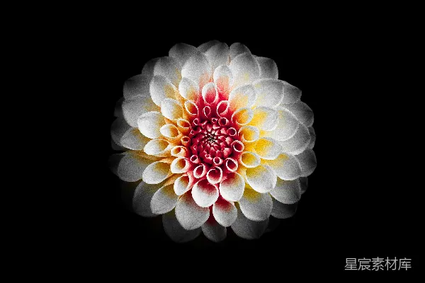 高清摄影 浅景深摄影中的白红色花