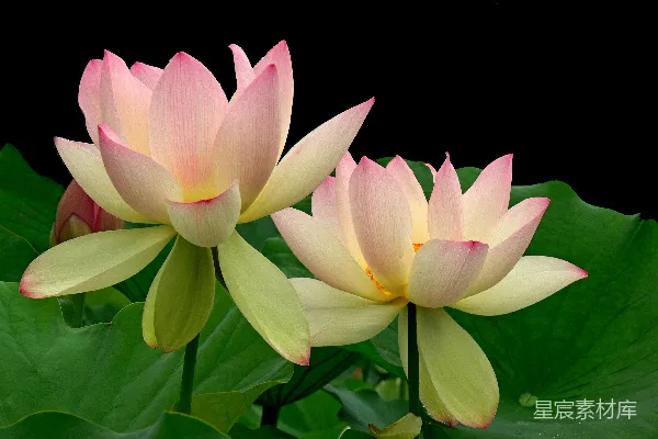 高清摄影 盛开的粉红色莲花