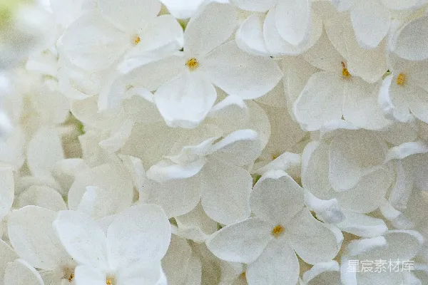 高清摄影 倾斜镜头下的白色花朵