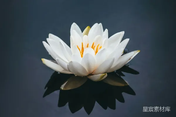 高清摄影 盛开的白莲花